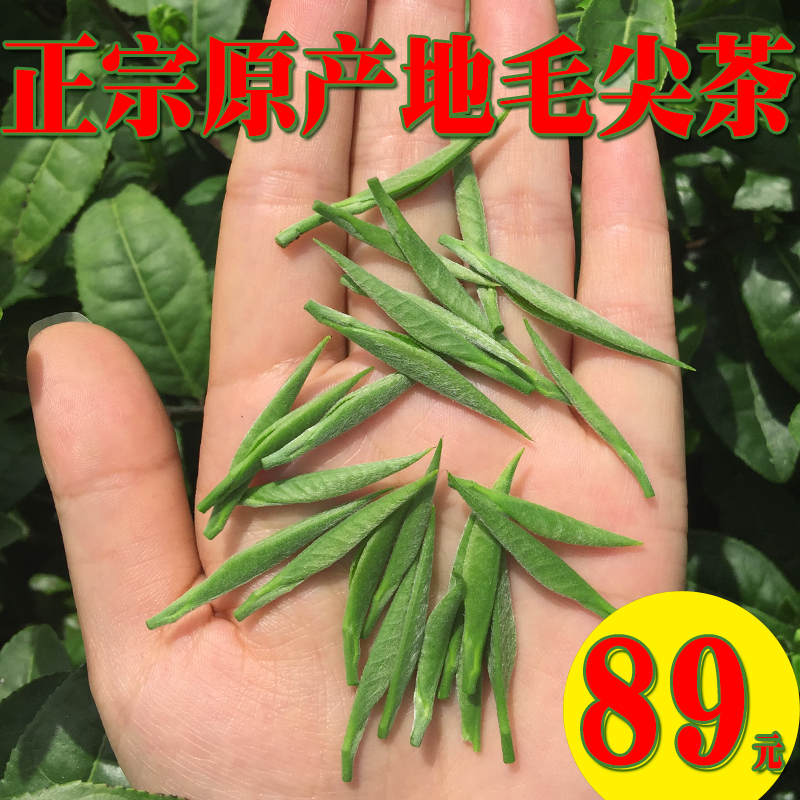 信阳毛尖2024新茶叶雨前春茶高山嫩芽浓香大山绿茶250g散装茶 - 图0