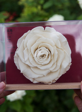 格格物&花界 厄瓜多尔进口大玫瑰永生花植物标本收藏 女朋友礼物