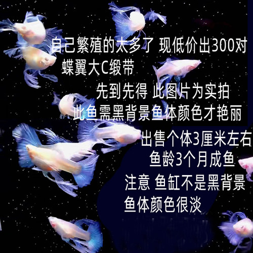 缎带孔雀鱼活体蓝礼服白子凤尾鱼天空蓝热带观赏淡水群游草缸孕母 - 图0
