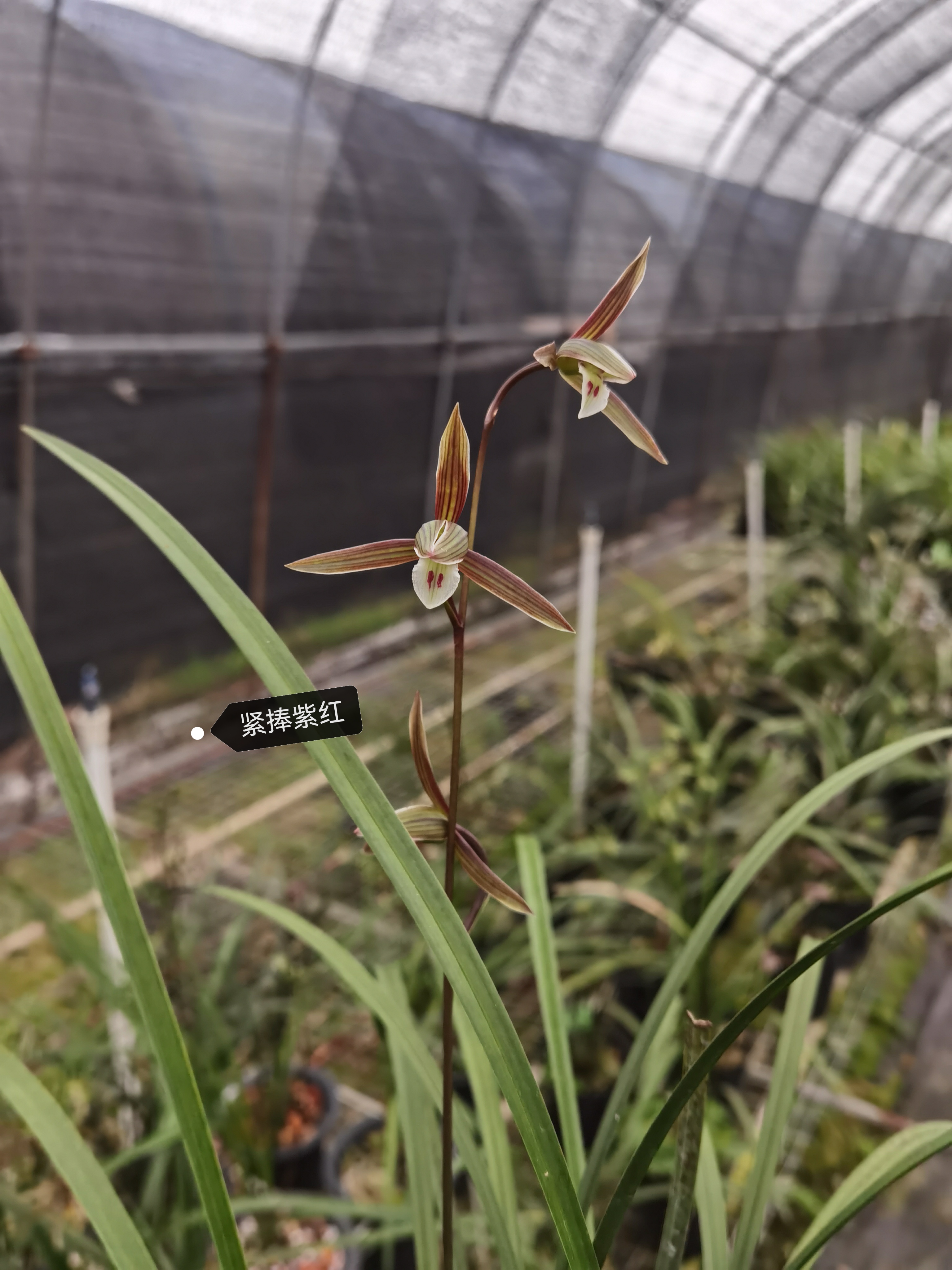 细叶寒兰紫红花系列11月开到1月花期长浓香勤花室内阳台绿植盆栽 - 图2