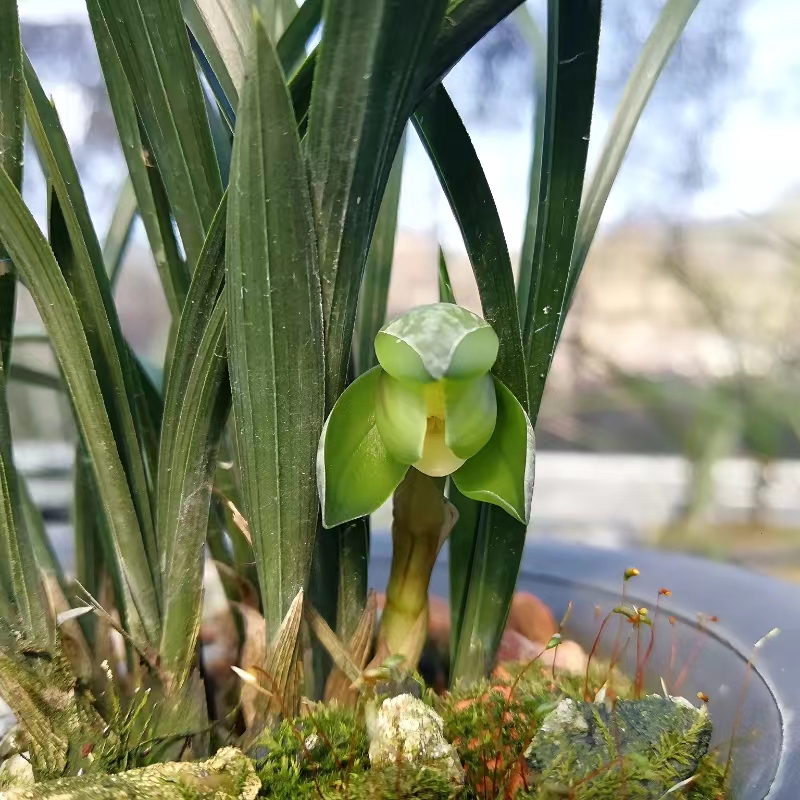 兰花苗春兰老八种宋梅翠盖大富贵汪子绿瑛 集园浓香花苞绿植室内