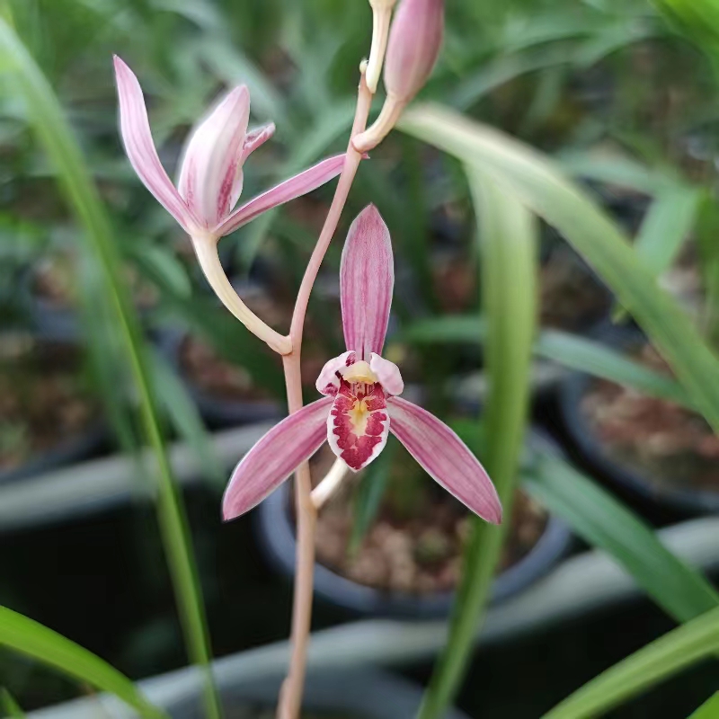 建兰新品红花靡丽花色艳丽花浓香四季兰6-11月花期直立叶型绿植 - 图1