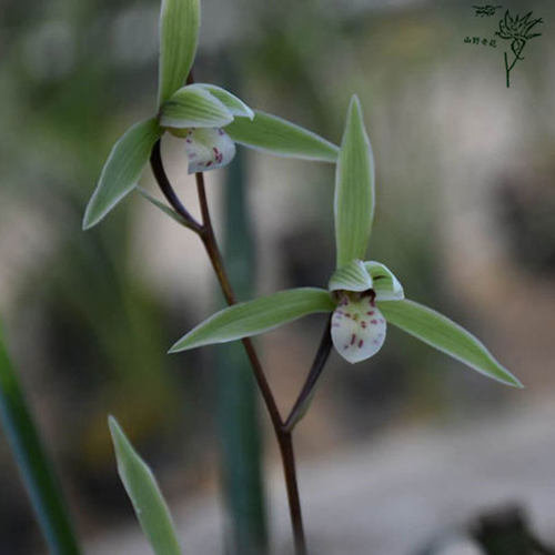 细叶寒兰4苗包邮绿植花卉兰花苗冬天开花植物盆栽浓香 - 图0