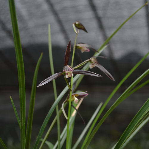 细叶寒兰4苗包邮绿植花卉兰花苗冬天开花植物盆栽浓香 - 图1