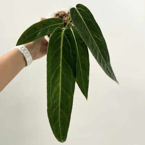 火鹤后花烛 Anthurium warocqueanum 人气热植室内观叶绿植盆栽 - 图1