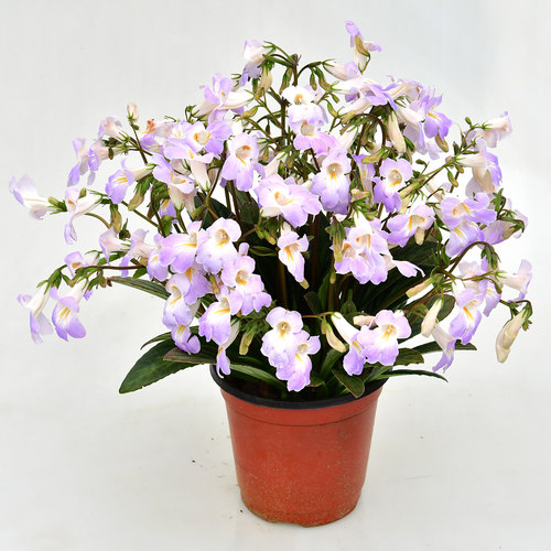 皮草苦苣苔 室内耐阴花卉 爆花机器 冬春开花 绿植花盆盆栽 - 图0