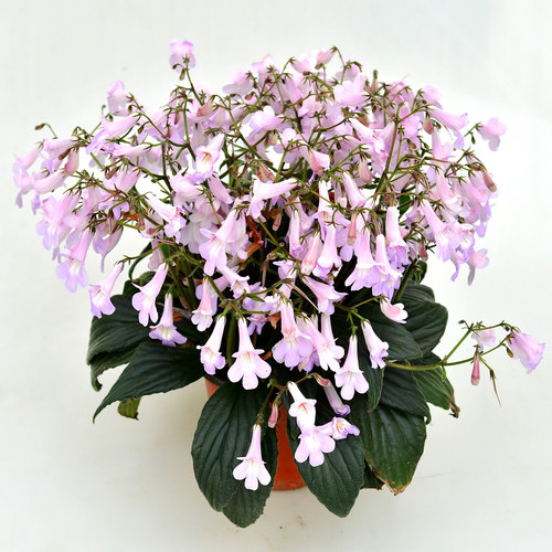 皮草苦苣苔 室内耐阴花卉 爆花机器 冬春开花 绿植花盆盆栽 - 图3