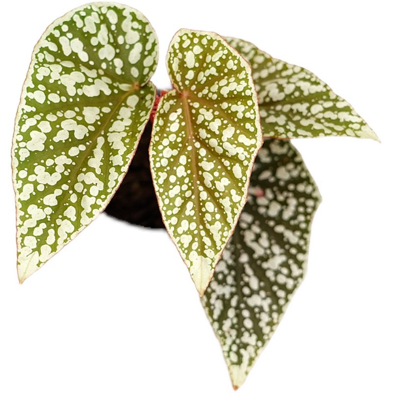 富士山秋海棠 若慕植馆  ins风网红室内植物,淘宝优惠券,粉丝福利购,淘宝优惠卷