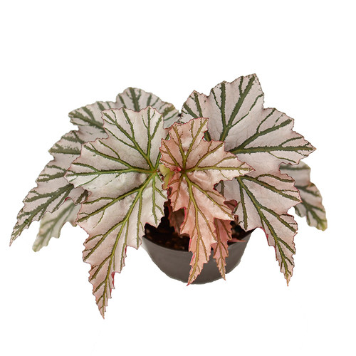 琉璃竹节秋海棠  海威 Begonia highway 进口网红盆栽 - 图0