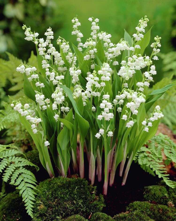 11cm大盆 进口铃兰盆栽 convallaria majalis 半成品盆栽花卉 - 图0