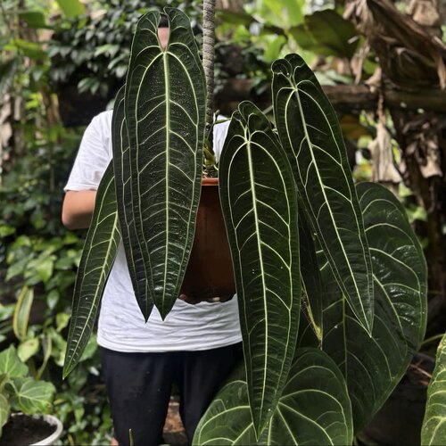 火鹤后花烛 Anthurium warocqueanum 人气热植室内观叶绿植盆栽 - 图0