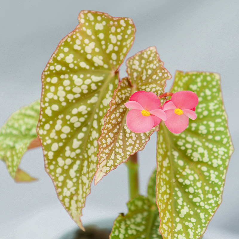 富士山秋海棠 若慕植馆  ins风网红室内植物,淘宝优惠券,粉丝福利购,淘宝优惠卷