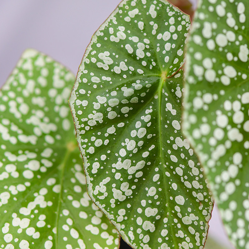 富士山秋海棠 若慕植馆  ins风网红室内植物,淘宝优惠券,粉丝福利购,淘宝优惠卷