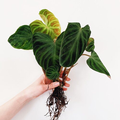 荷兰荧光蔓绿绒  (迷雾)  室内绿植盆栽热植 - 图2