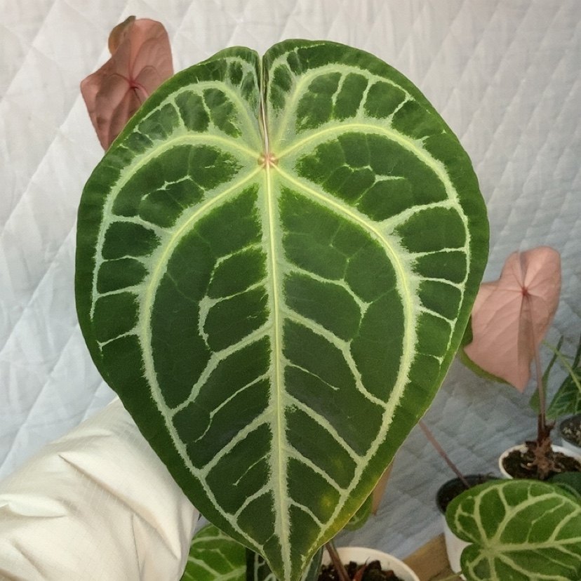 杂交花烛 B079 自繁 精选室内绿植盆栽 热植,淘宝优惠券,粉丝福利购,淘宝优惠卷