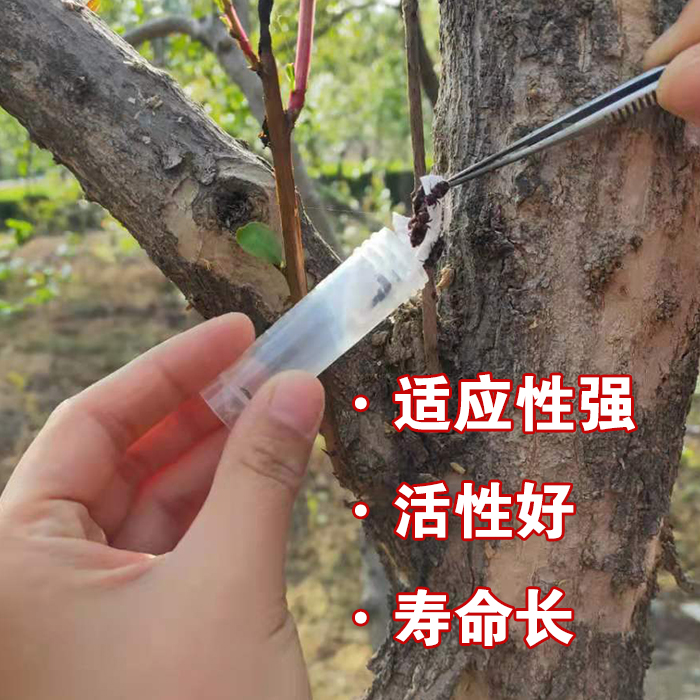 科云花绒寄甲天牛克星天敌活体昆虫生物防治果树林业松树蛀干害虫 - 图2