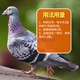 Glide chim bồ câu y tế nuôi chim bồ câu Huichunbao 200 cọc giống nuôi chim bồ câu vô sinh chăn nuôi chim bồ câu điều hòa cung cấp thuốc chim bồ câu - Chim & Chăm sóc chim Supplies Chim & Chăm sóc chim Supplies