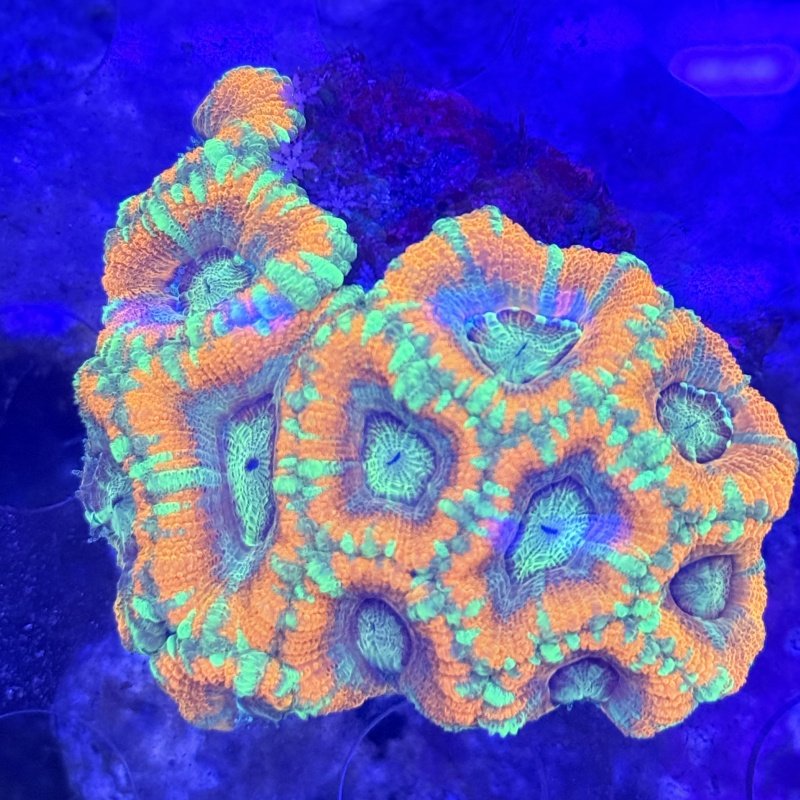 彩色富士脑类合集红富士脑红水晶脑糖果脑黄绿飞盘海水缸珊瑚活体,淘宝优惠券,粉丝福利购,淘宝优惠卷