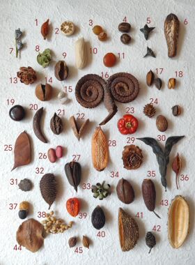 植物标本画种子收集天然植物种子文玩把玩件收藏爱好