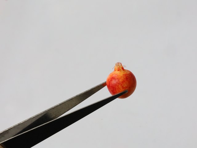 Can't eat miniature food and play handmade clay works peeled orange orange pomegranate model small cloth ob baby house