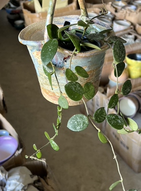景德镇陶瓷手工提篮小花盆2026新款多肉花叶常春藤桌面绿植专用盆