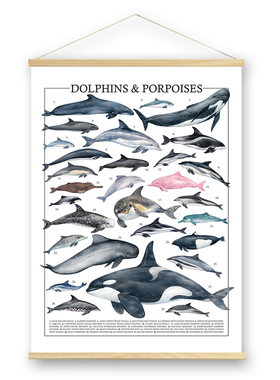 海洋水生生物科普海报 复古鱼类图鉴挂画 儿童房客厅装饰画