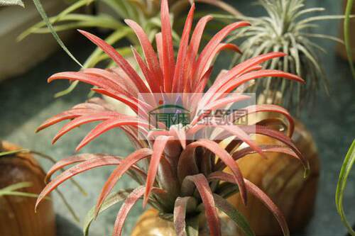 展示 空气凤梨 Tillandsia Ionantha‘Ron’龙精灵 - 图2
