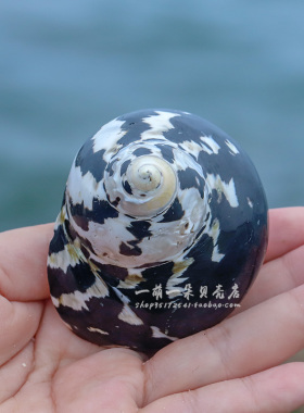 天然贝壳海螺壳黑色小