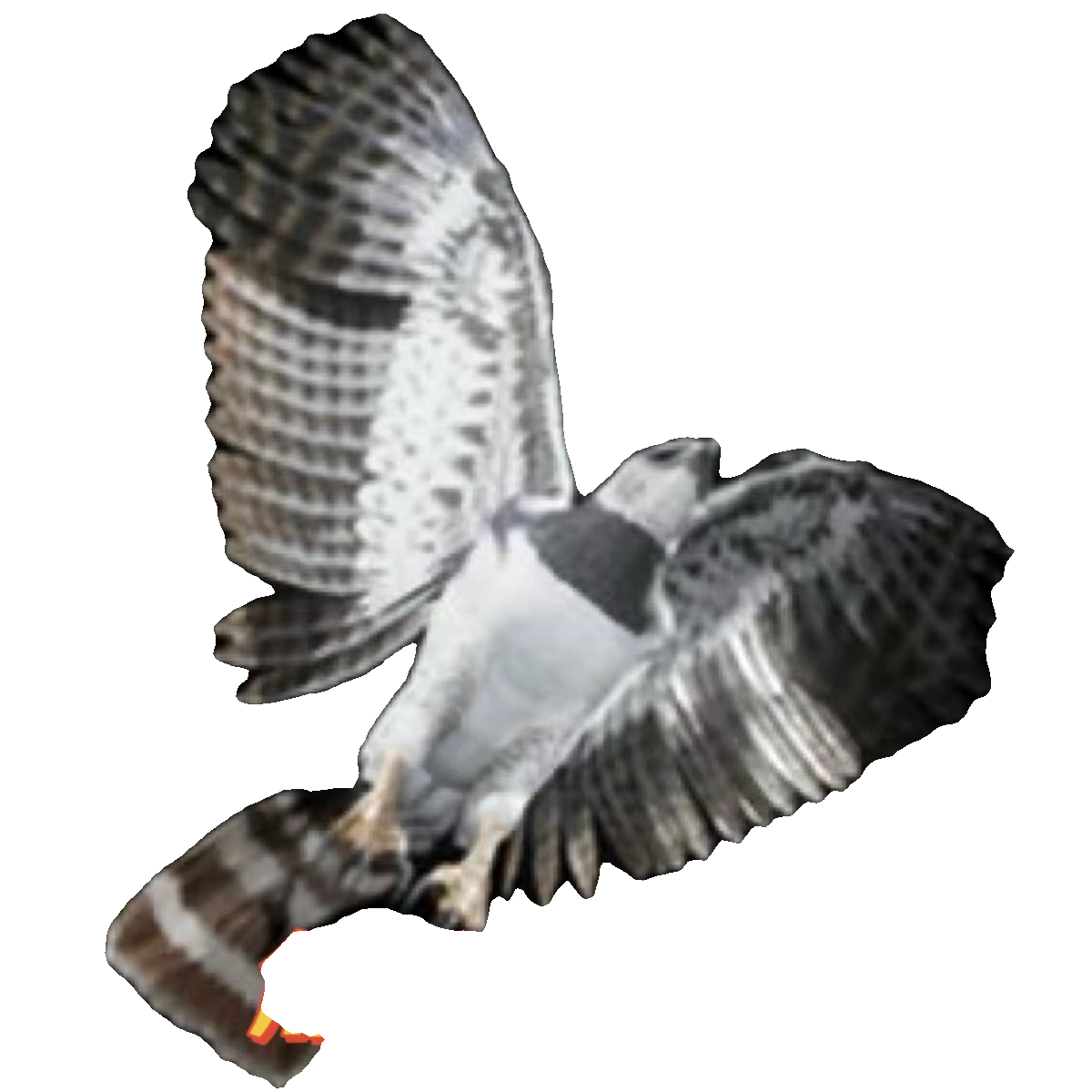 UE5虚幻5 Harpy Eagle 角雕杀人鹰角色模型带动画 - 图3