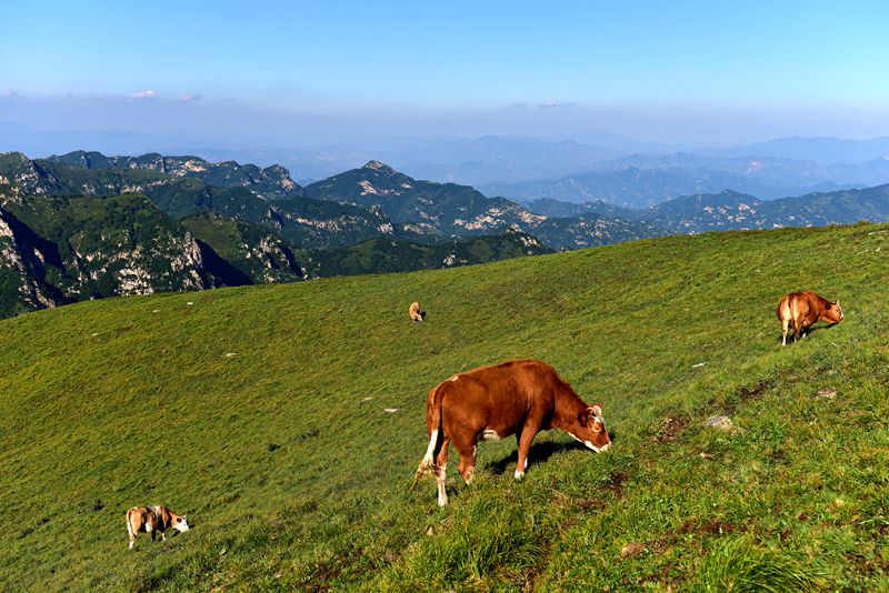 牛肉新鲜深山高海拔喝山泉纯吃草现杀黄牛肉生鲜牛排骨冷冻生牛肉 - 图2