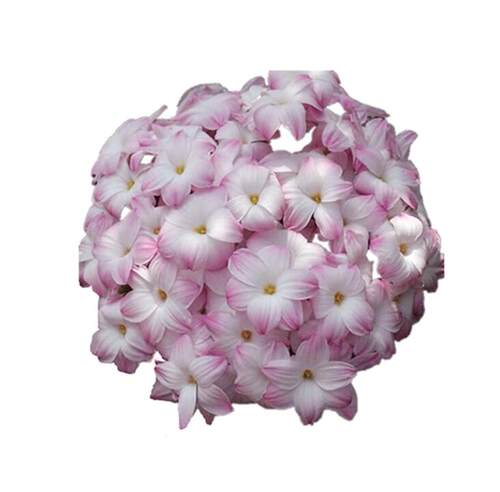 丨风雨兰合集丨 胖丽丽拉风樱吹雪钦达 皮实好养 盆栽点缀花卉 - 图3
