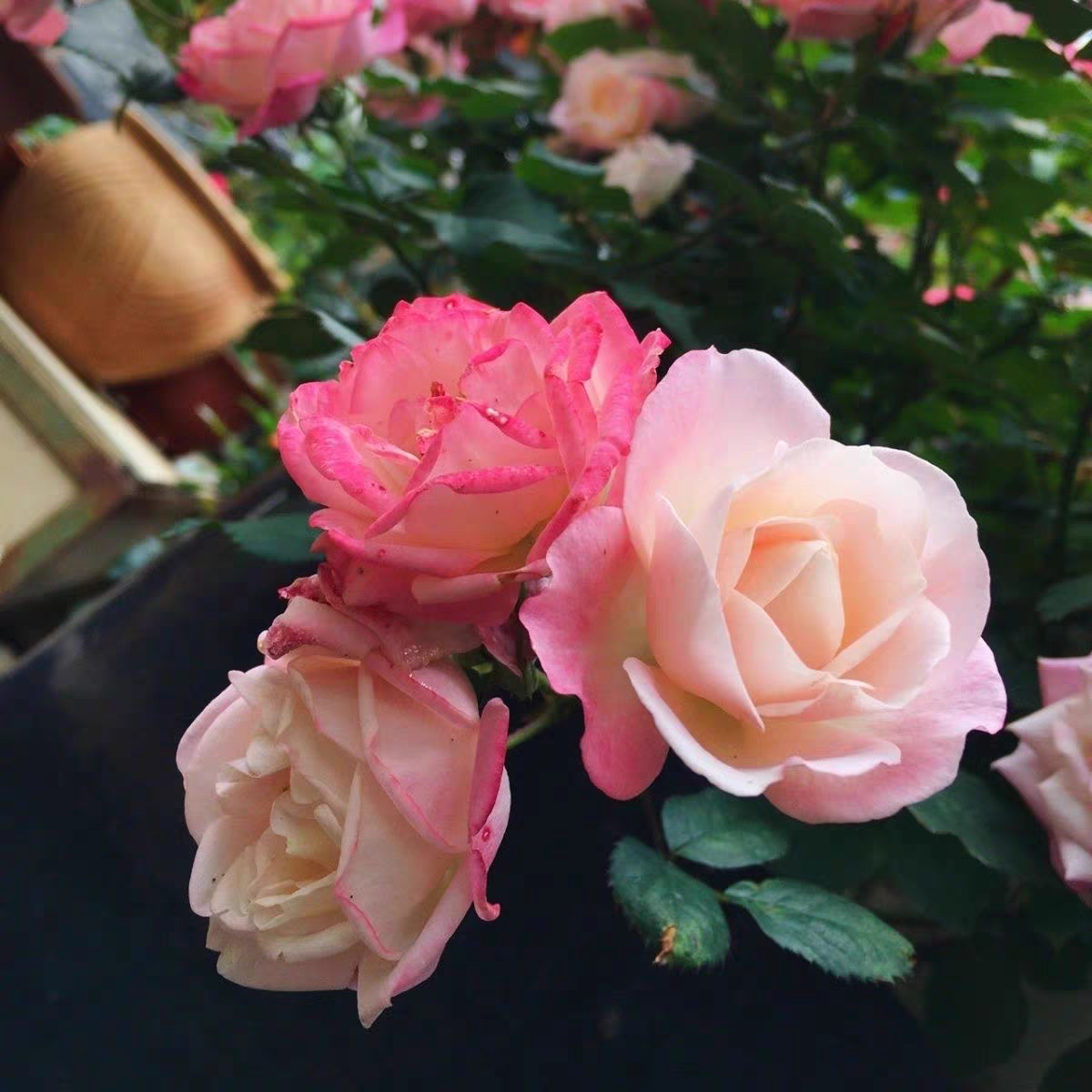 藤本樱霞 藤本月季  多季节开花  长势快抗病,淘宝优惠券,粉丝福利购,淘宝优惠卷