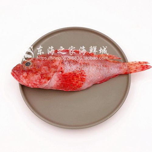 新货东海老虎鱼新鲜虎头鱼冷冻水产品海鲜深海鱼海捕1到2条少刺 - 图3