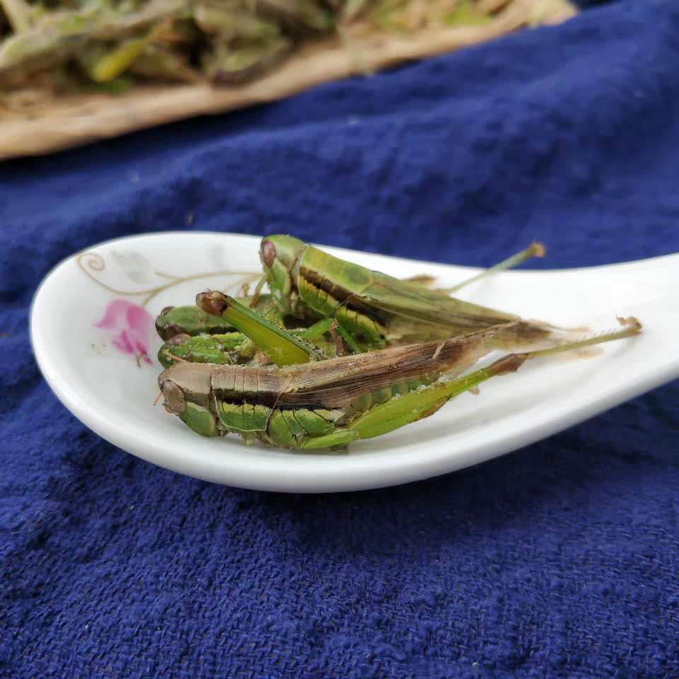 新鲜速冻中华小稻蝗稻田蚂蚱飞蝗虫绿色蚱蜢草蜢小油蚂蚱-图1