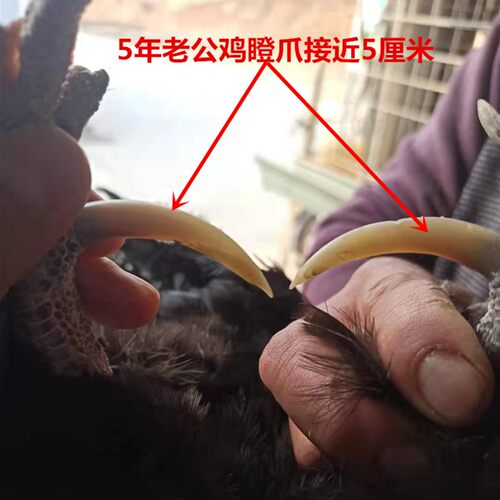农户散养4-5年老公鸡土鸡笨鸡活鸡现杀文玩盘鸡爪鸡蹬子五爪鸡 - 图0