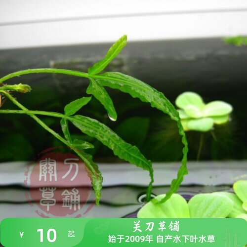 三叶蕨  马来实蕨 水下叶青叶透明 稀有品种 阴性水草ADA水族造景 - 图0
