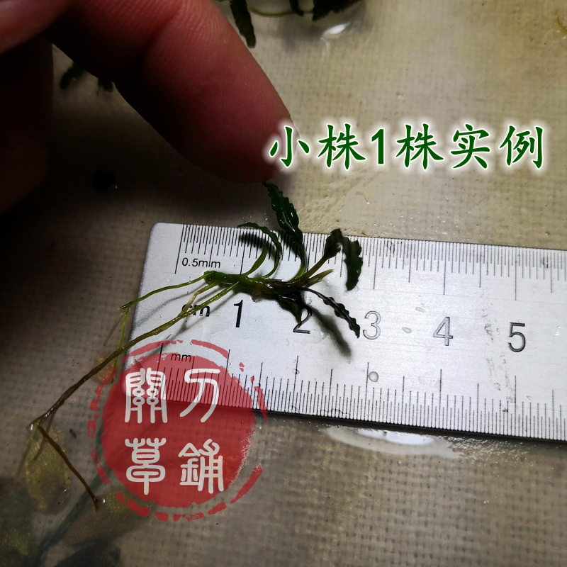 卡优拉佩斯 椒榕 拉匹斯 水草水下叶辣椒蓉 1株褶皱针叶 关刀草铺 - 图2