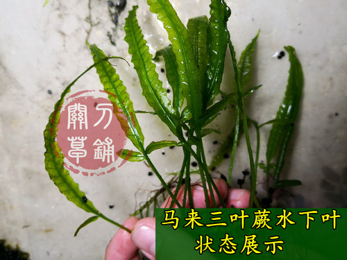 三叶蕨  马来实蕨 水下叶青叶透明 稀有品种 阴性水草ADA水族造景 - 图1