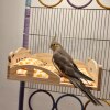 Little sun black phoenix honey-sucking monk Kaike parrot solid wood natural wood pine wood chewing unpainted wood bed wooden nest hanging