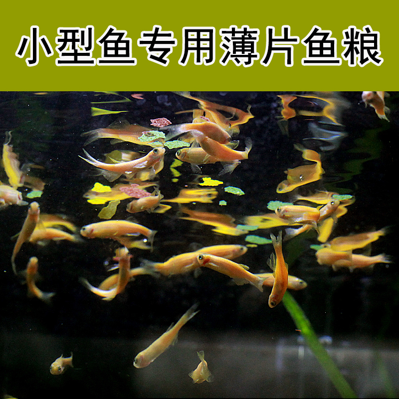 混合薄片饲料红箭孔雀神仙三湖斗鱼海豚短鲷灯科小型热带鱼食鱼粮 - 图3