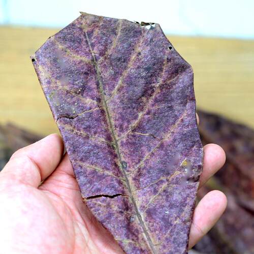 榄仁叶懒人叶斗鱼繁殖埃及短鲷罗汉定水降酸鱼缸水族增色 - 图1