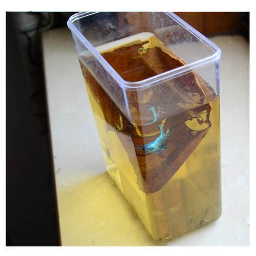 榄仁叶懒人叶斗鱼繁殖埃及短鲷罗汉定水降酸鱼缸水族增色 - 图3