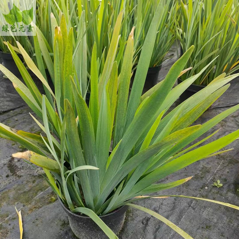 成都同城绿植花卉鸢尾花户外苗木植物行道树工程园林苗木花卉植物-图2