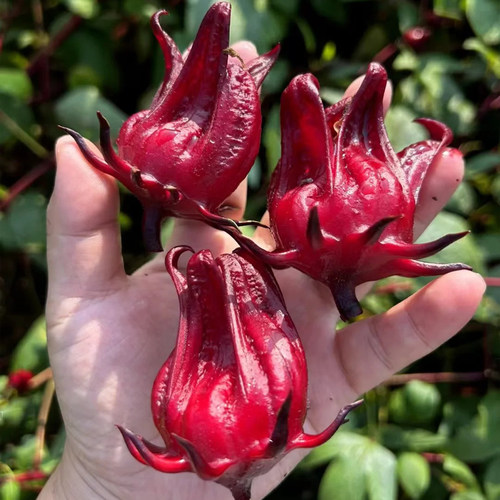 洛神花种子红桃k苗泡茶女盆栽花苗花种云南种籽红金梅玫瑰茄种孑 - 图0