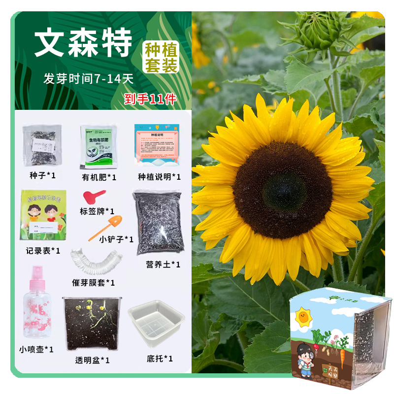 凤仙花观察套装儿童种植小盆栽幼儿园小学生科学实验种孑籽子套盒 - 图2