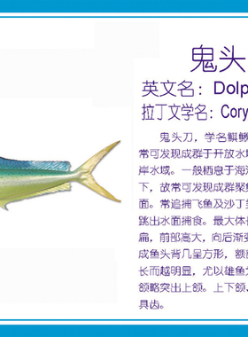 高仿真鱼模鱼模型鲯鳅立体仿真