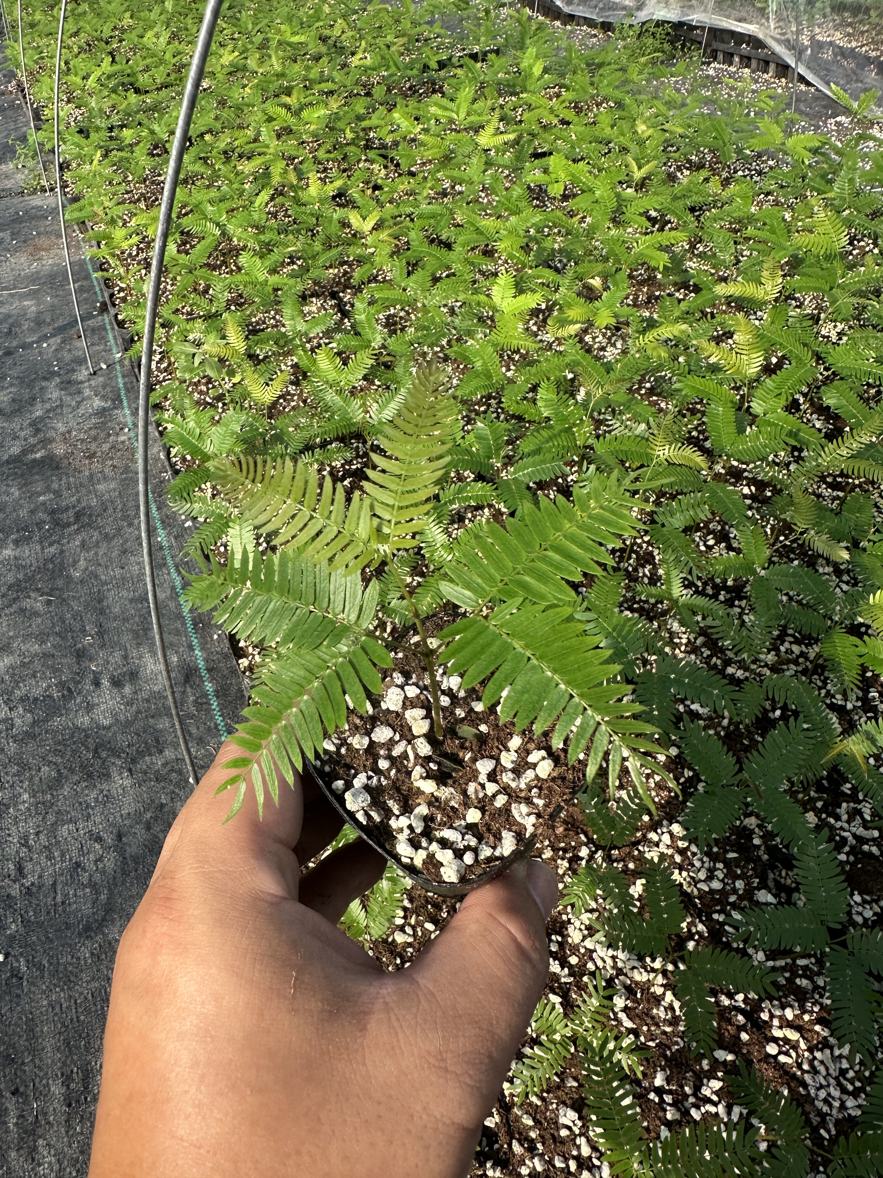 自家基地 密叶猴耳环4片叶子以上   室内网红热门观叶绿植,淘宝优惠券,粉丝福利购,淘宝优惠卷