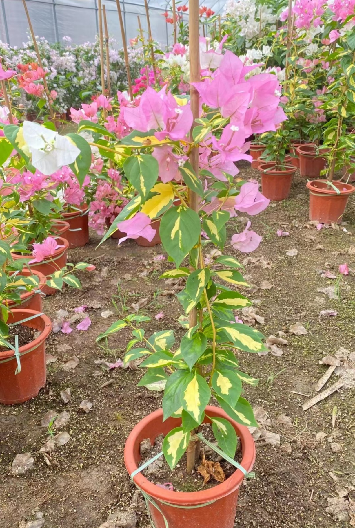 （金星橙白）三角梅四季开花绿植盆栽花卉爬藤植物勤花品种 - 图2