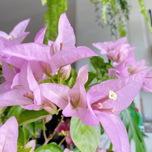 《金夫人》飘枝，垂钓，高飘三角梅花卉绿植 可看苗情 - 图0