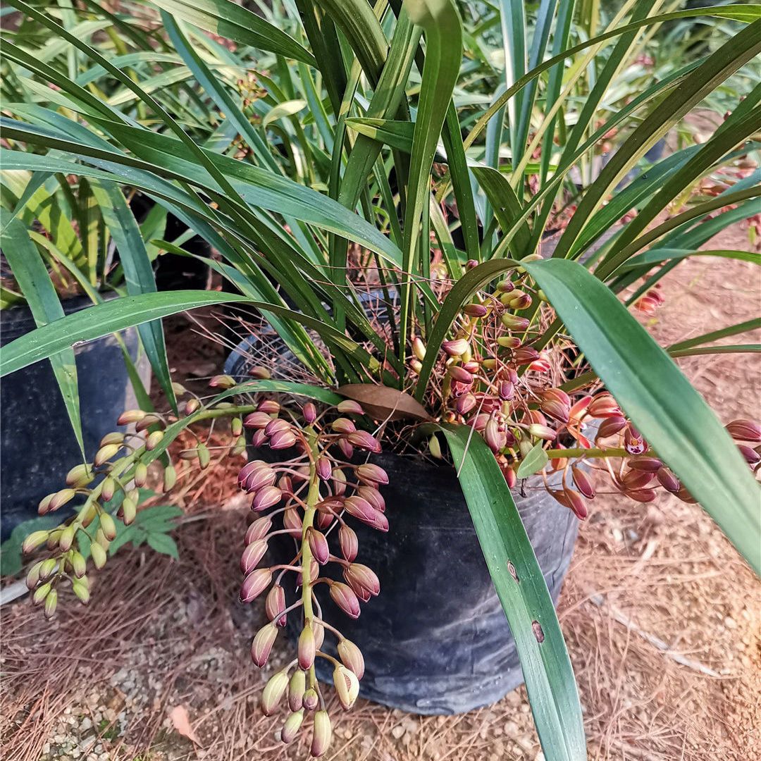 【带花芽发货】正宗蜜蜂兰岩兰花花苞引蜂兰招蜂兰诱蜂兰盆栽 - 图0